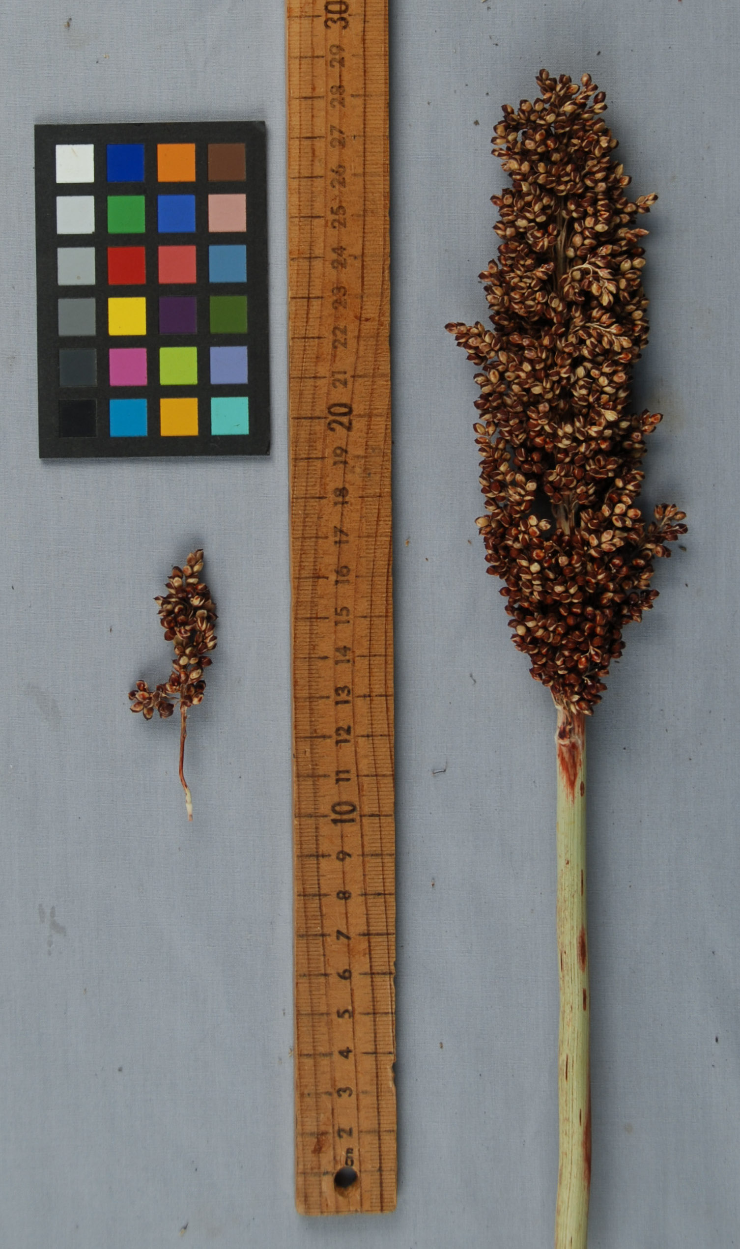 Click for 1 image(s) for this accession. PANICLE