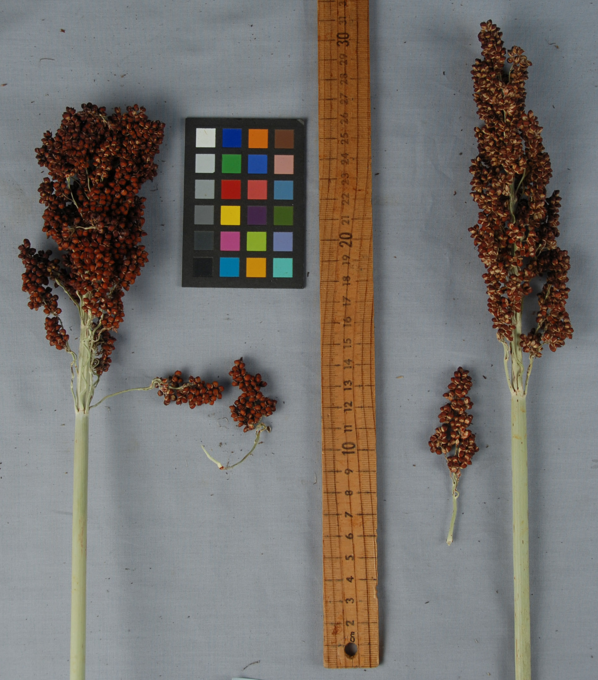 Click for 1 image(s) for this accession. PANICLE
