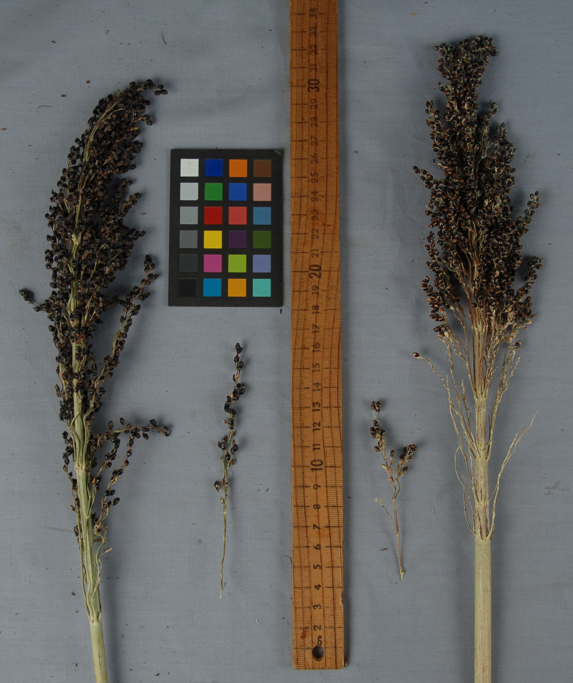 Click for 1 image(s) for this accession. PANICLE