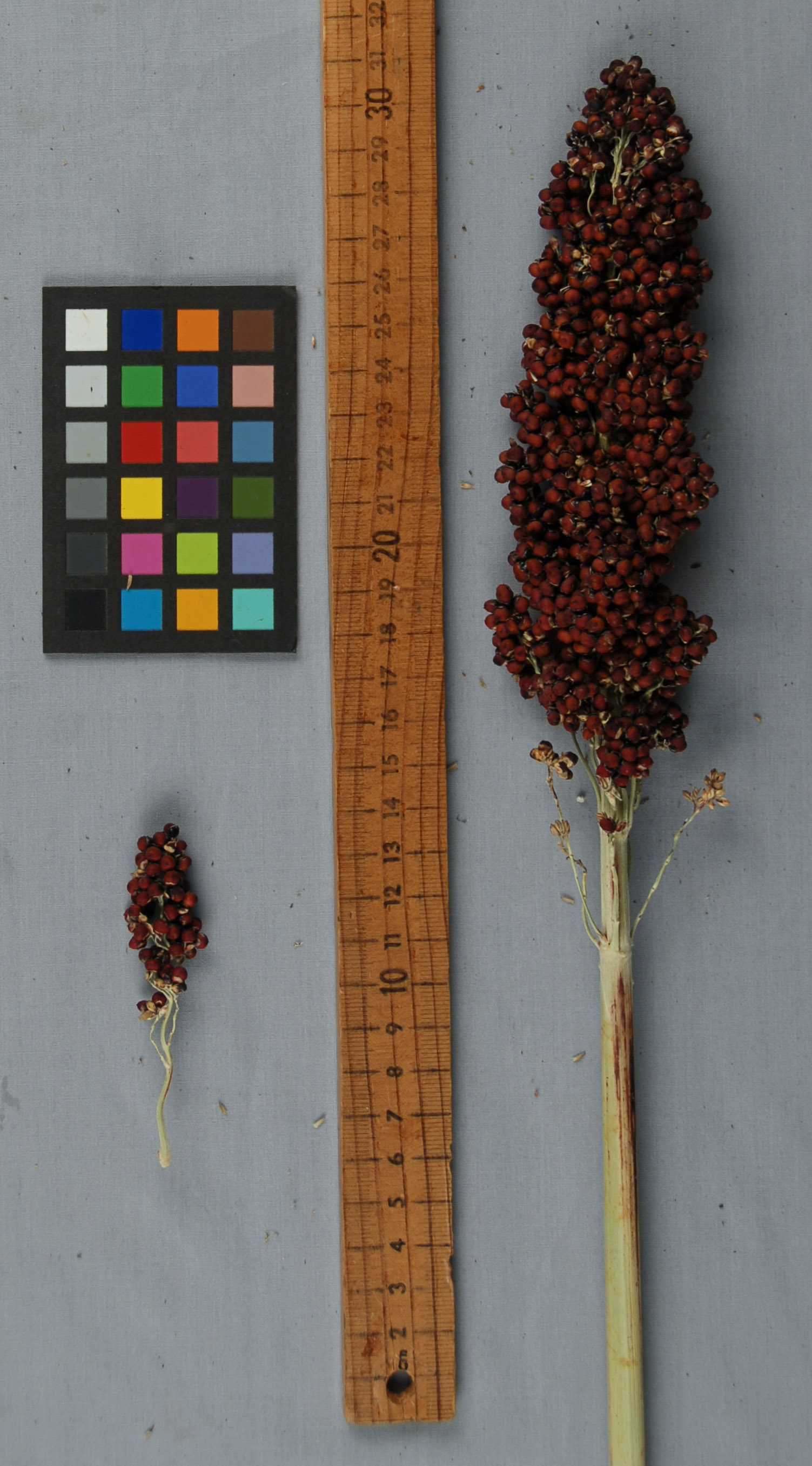 Click for 1 image(s) for this accession. PANICLE