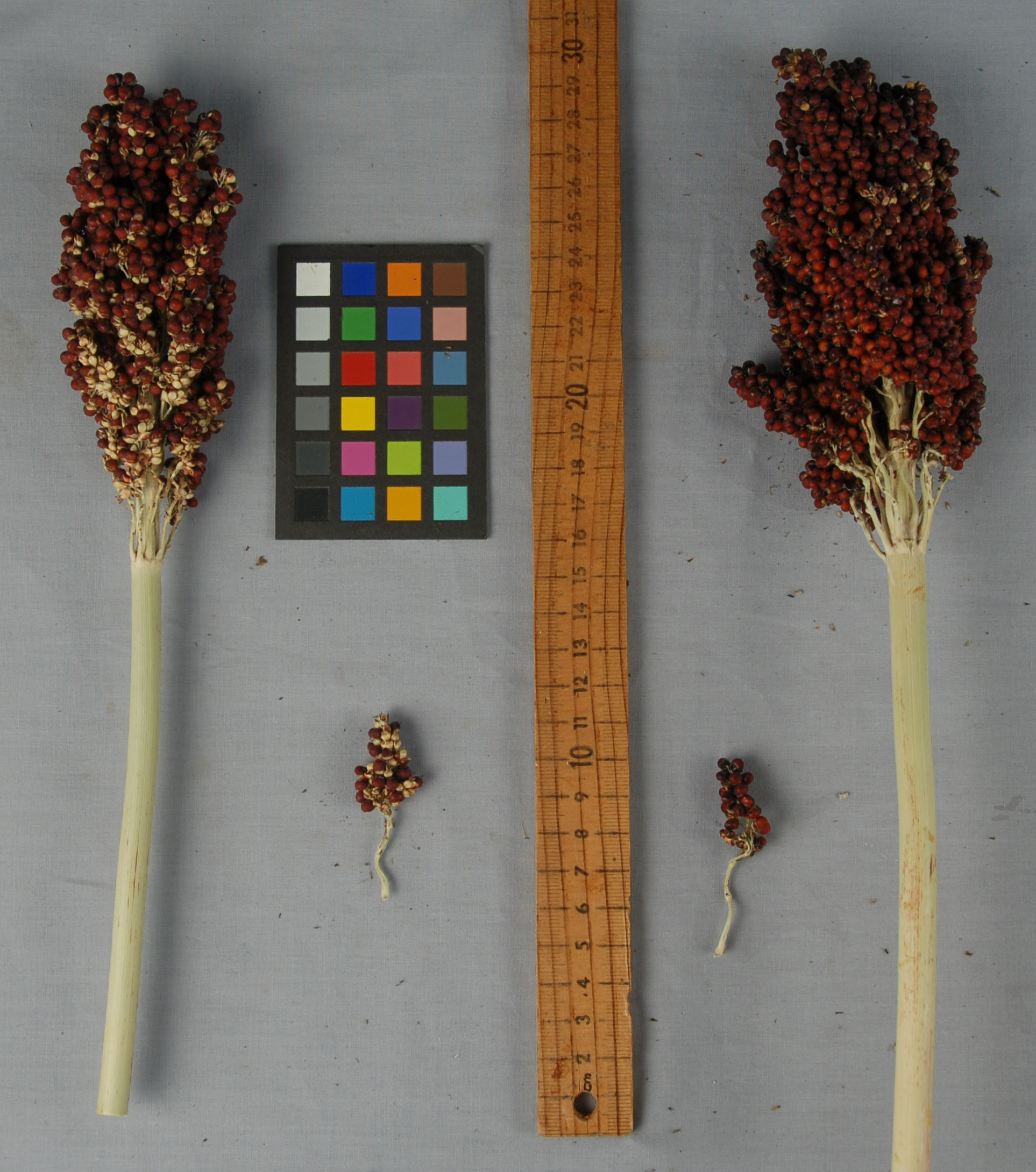 Click for 1 image(s) for this accession. PANICLE