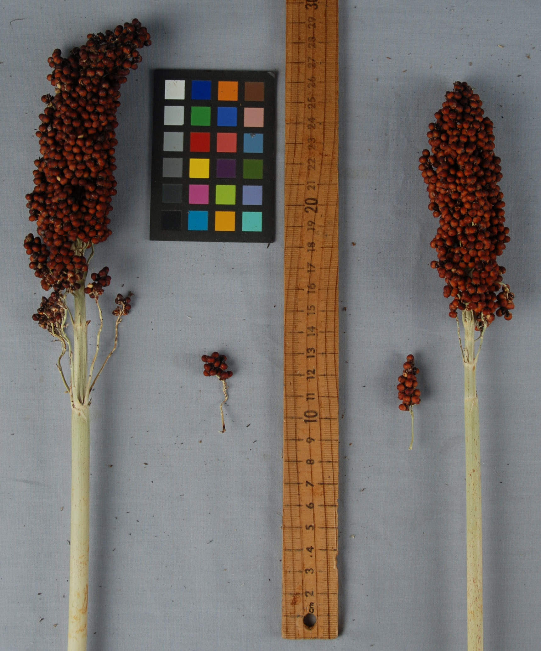 Click for 1 image(s) for this accession. PANICLE