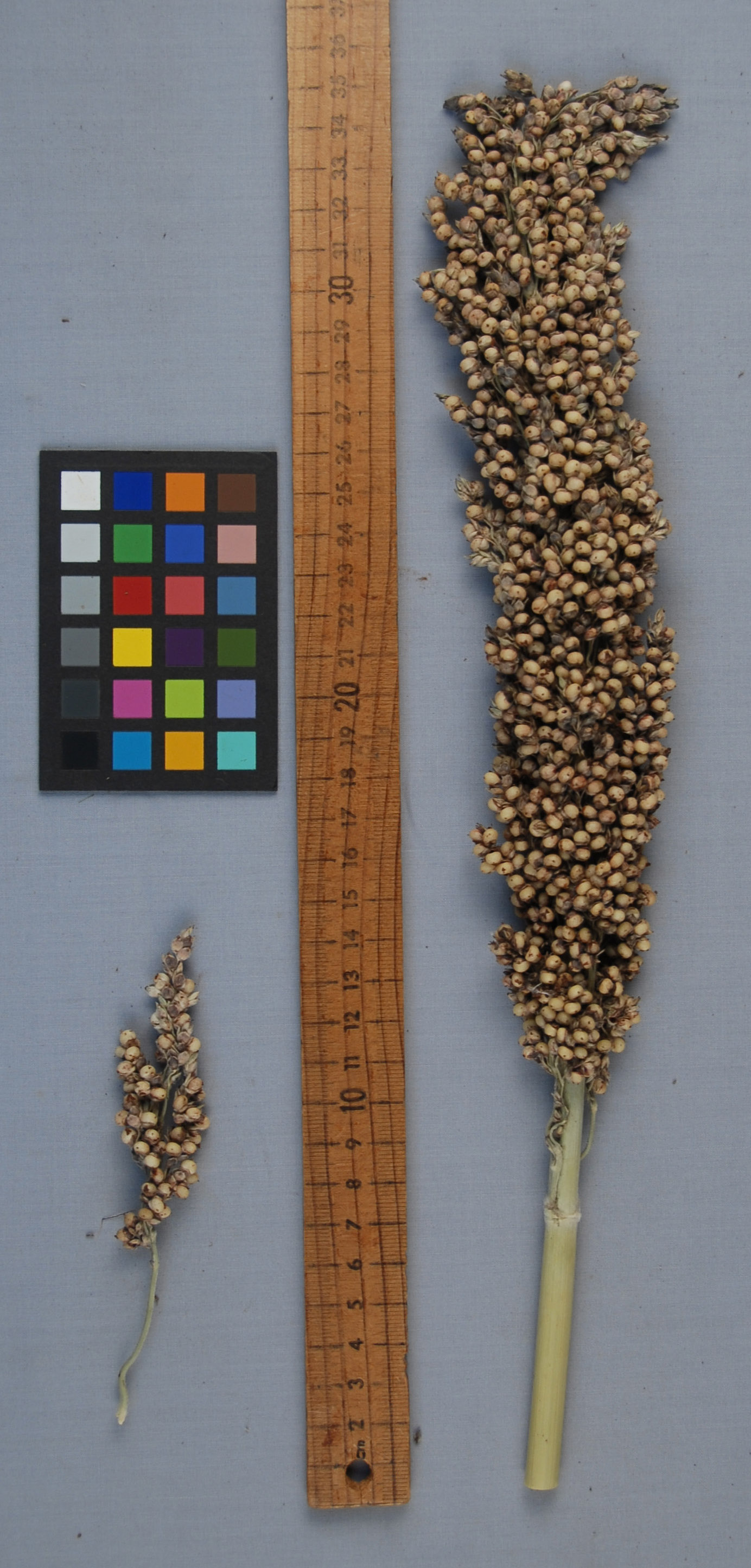 PANICLE