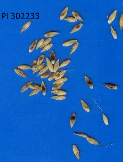 SEED