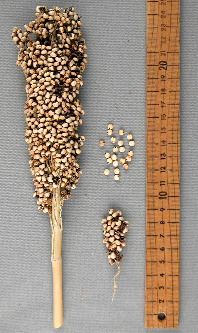 PANICLE