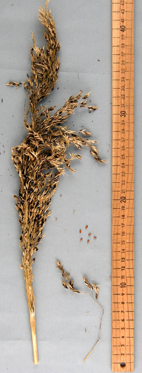 PANICLE