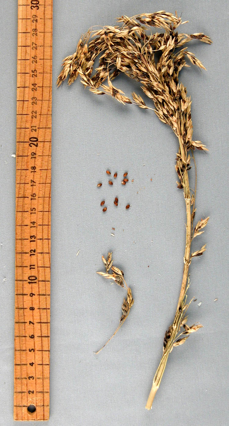PANICLE
