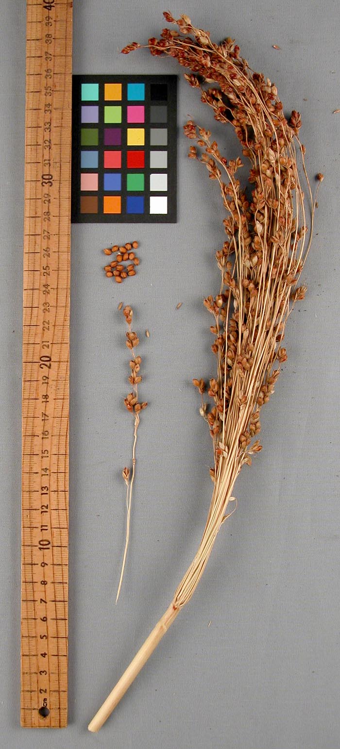 PANICLE
