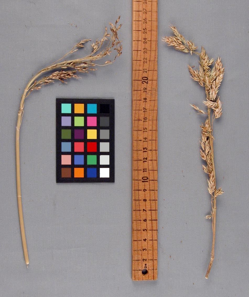 PANICLE