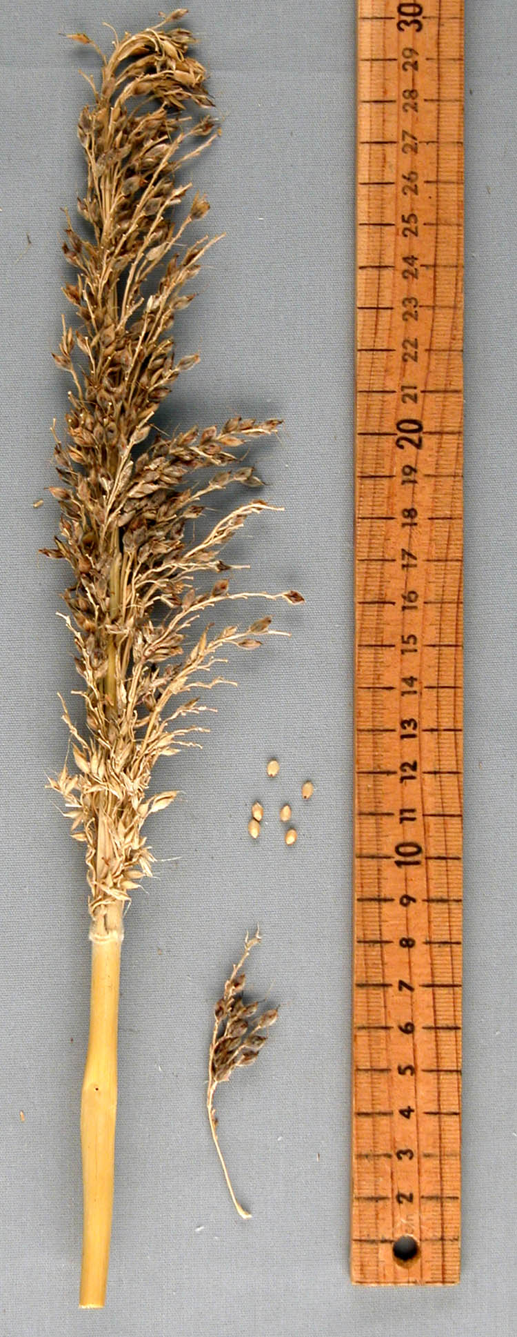 PANICLE