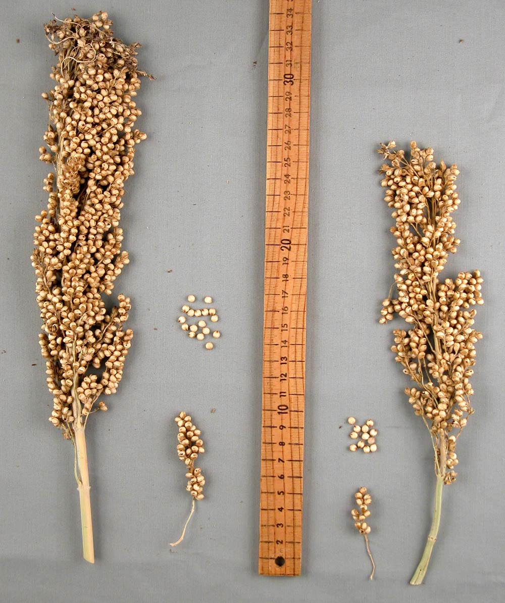 PANICLE