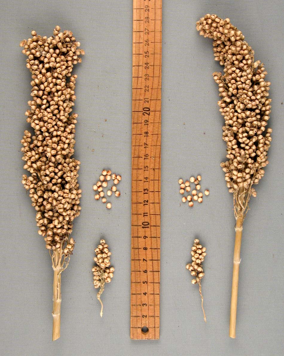PANICLE