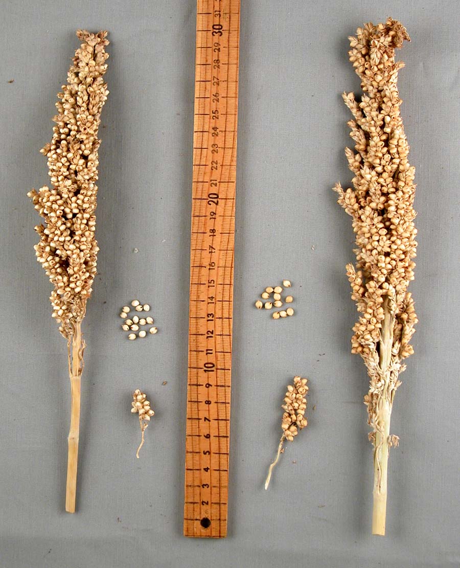 PANICLE
