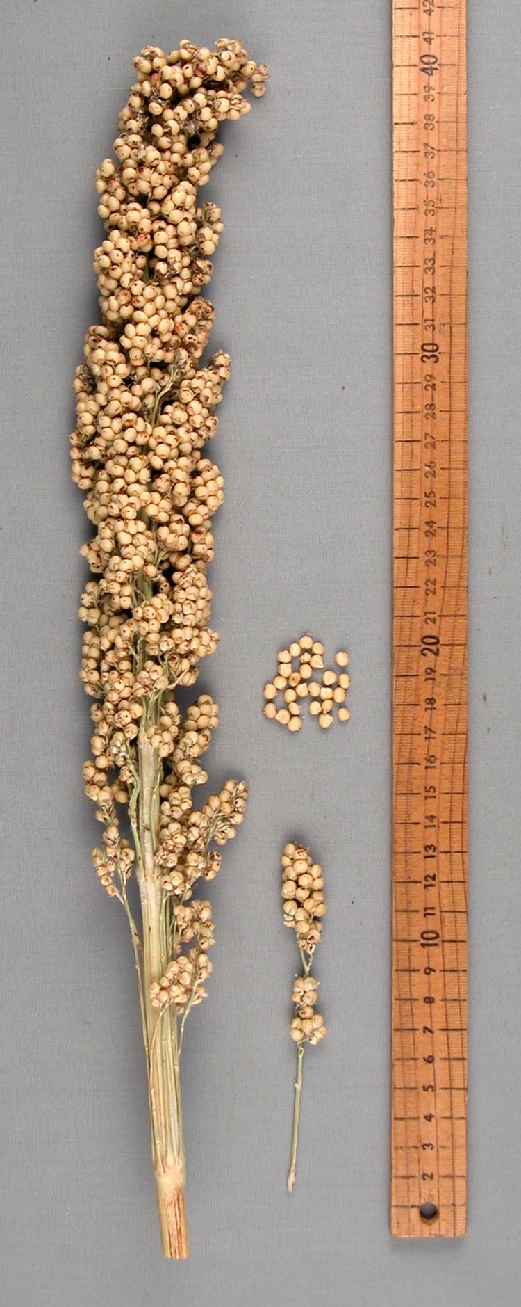 PANICLE