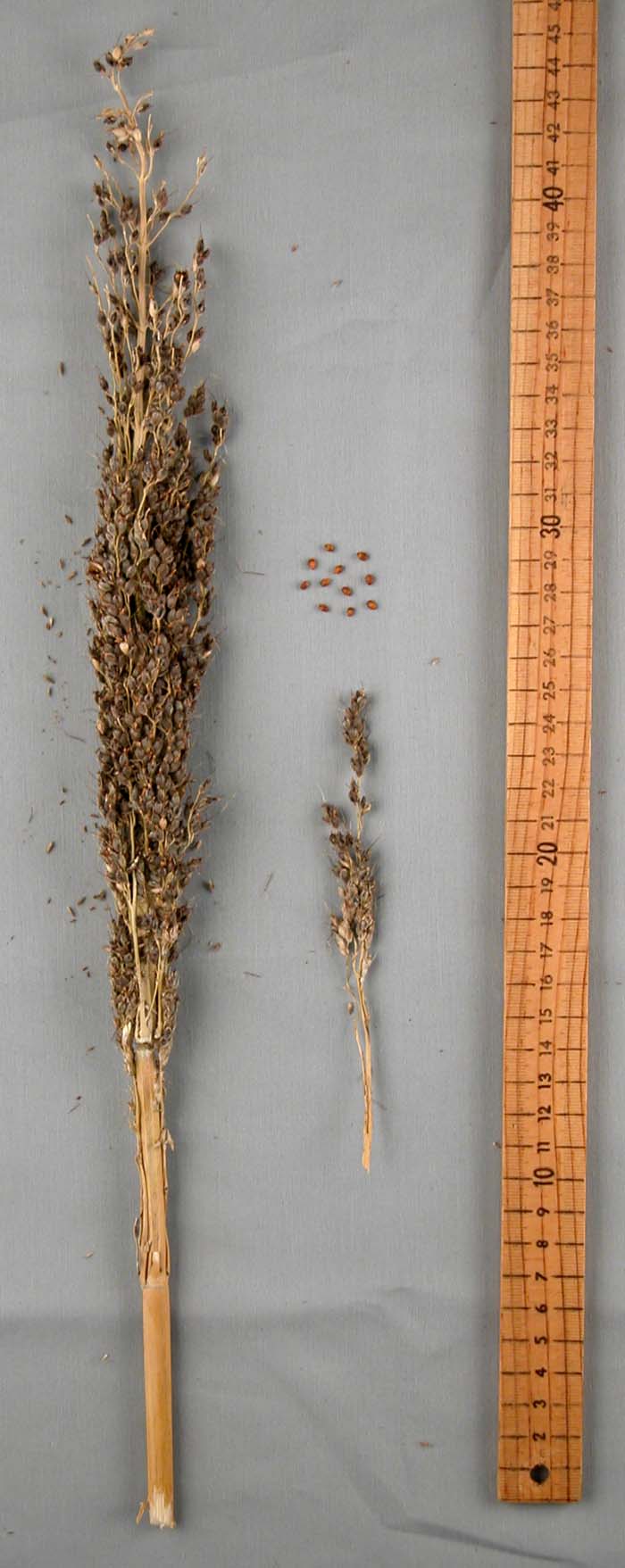 PANICLE