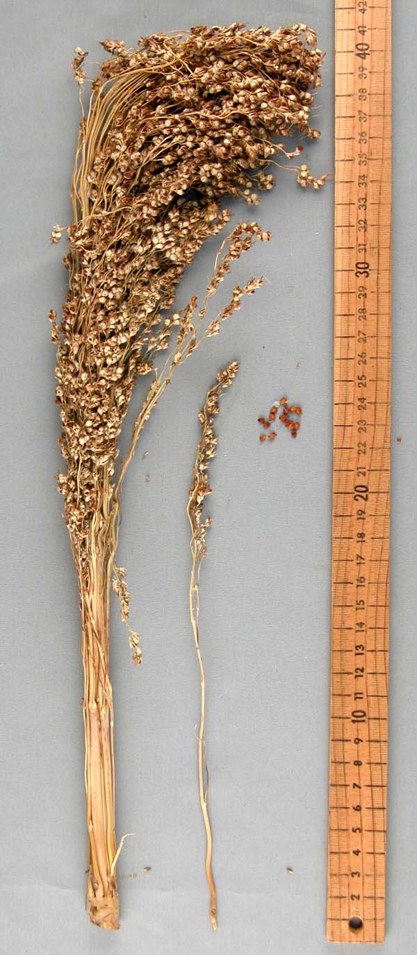PANICLE