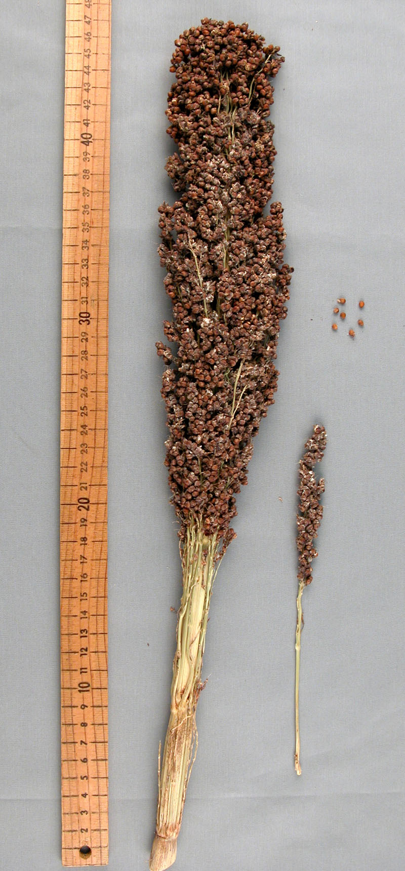 PANICLE