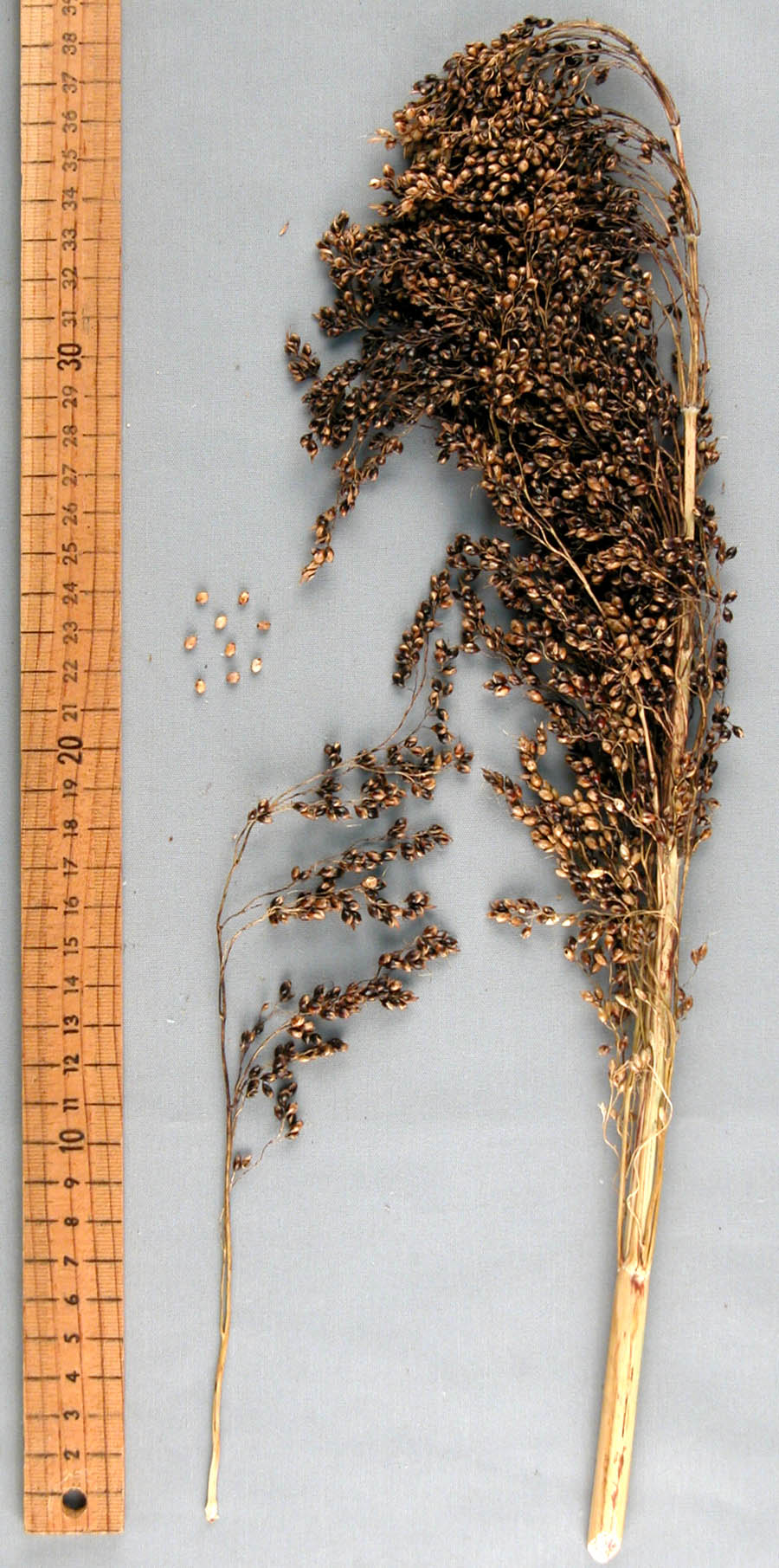 PANICLE