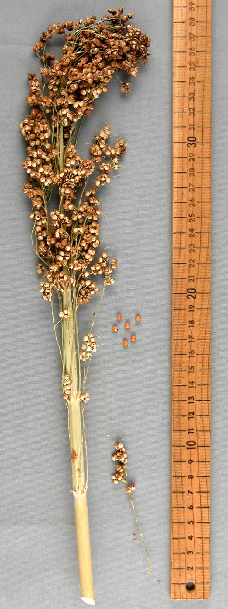 PANICLE