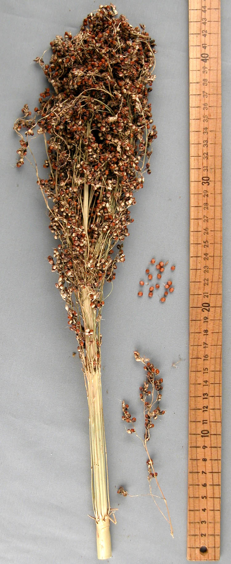 PANICLE