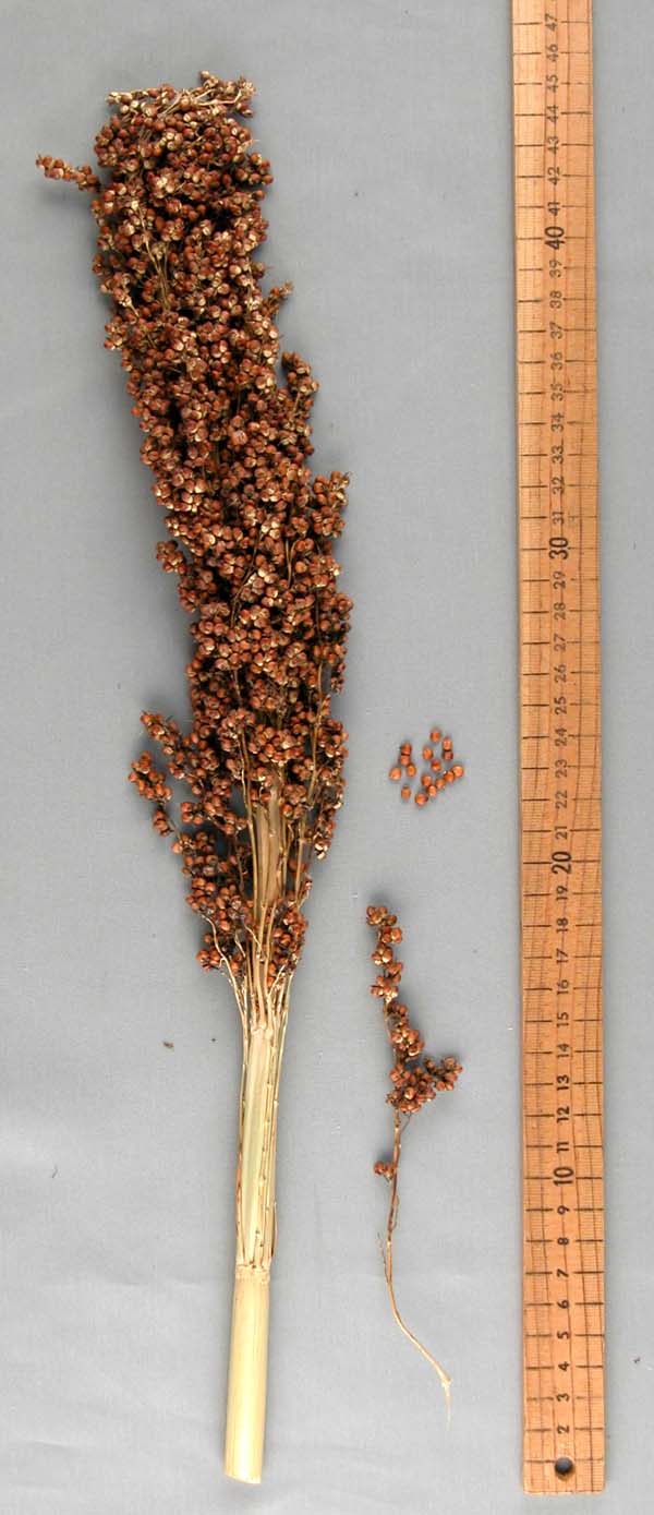 PANICLE
