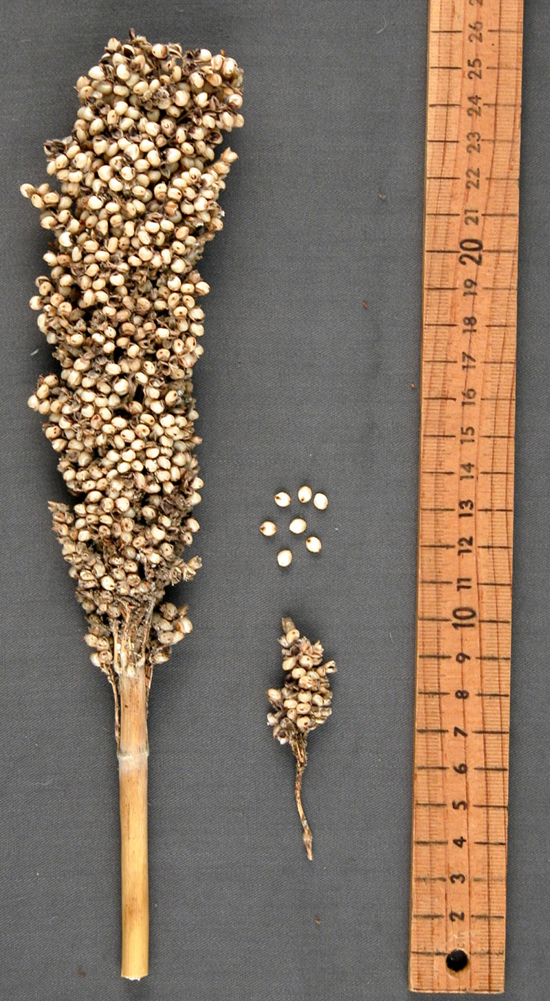 PANICLE