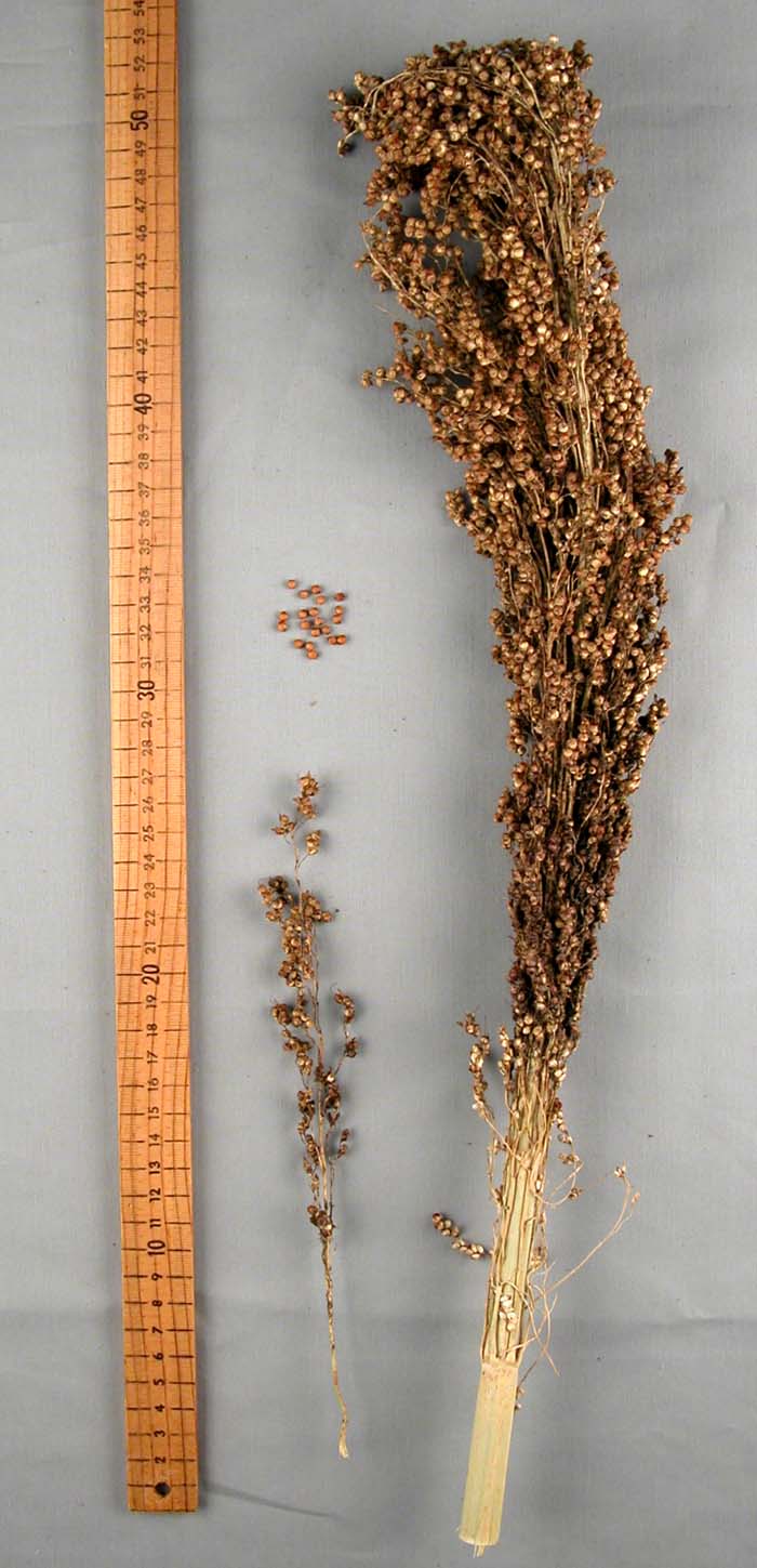 PANICLE