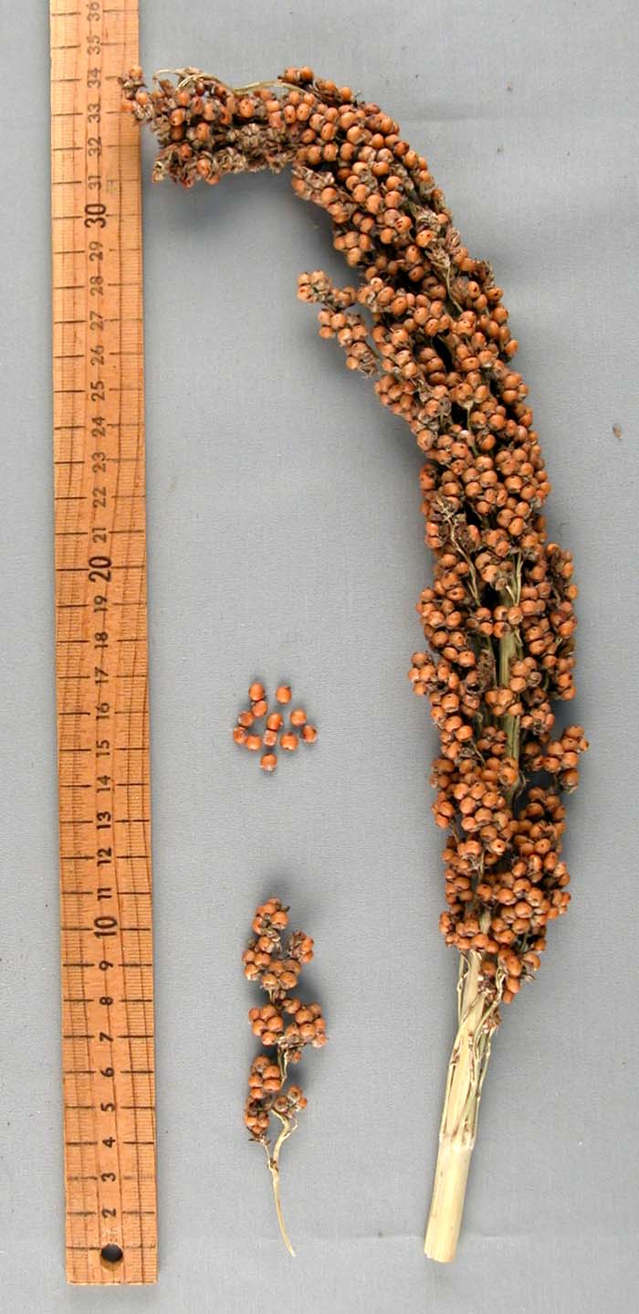 PANICLE