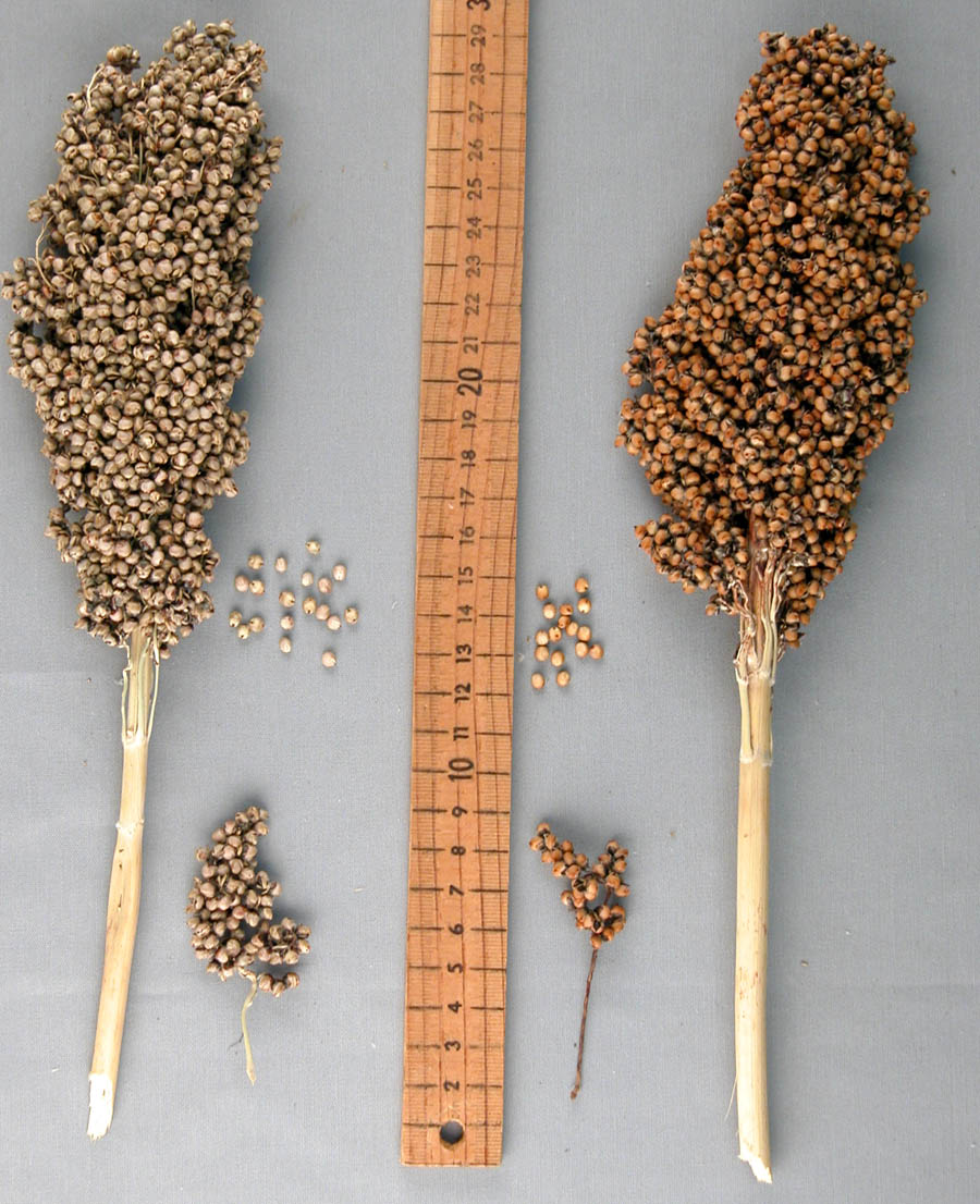 PANICLE