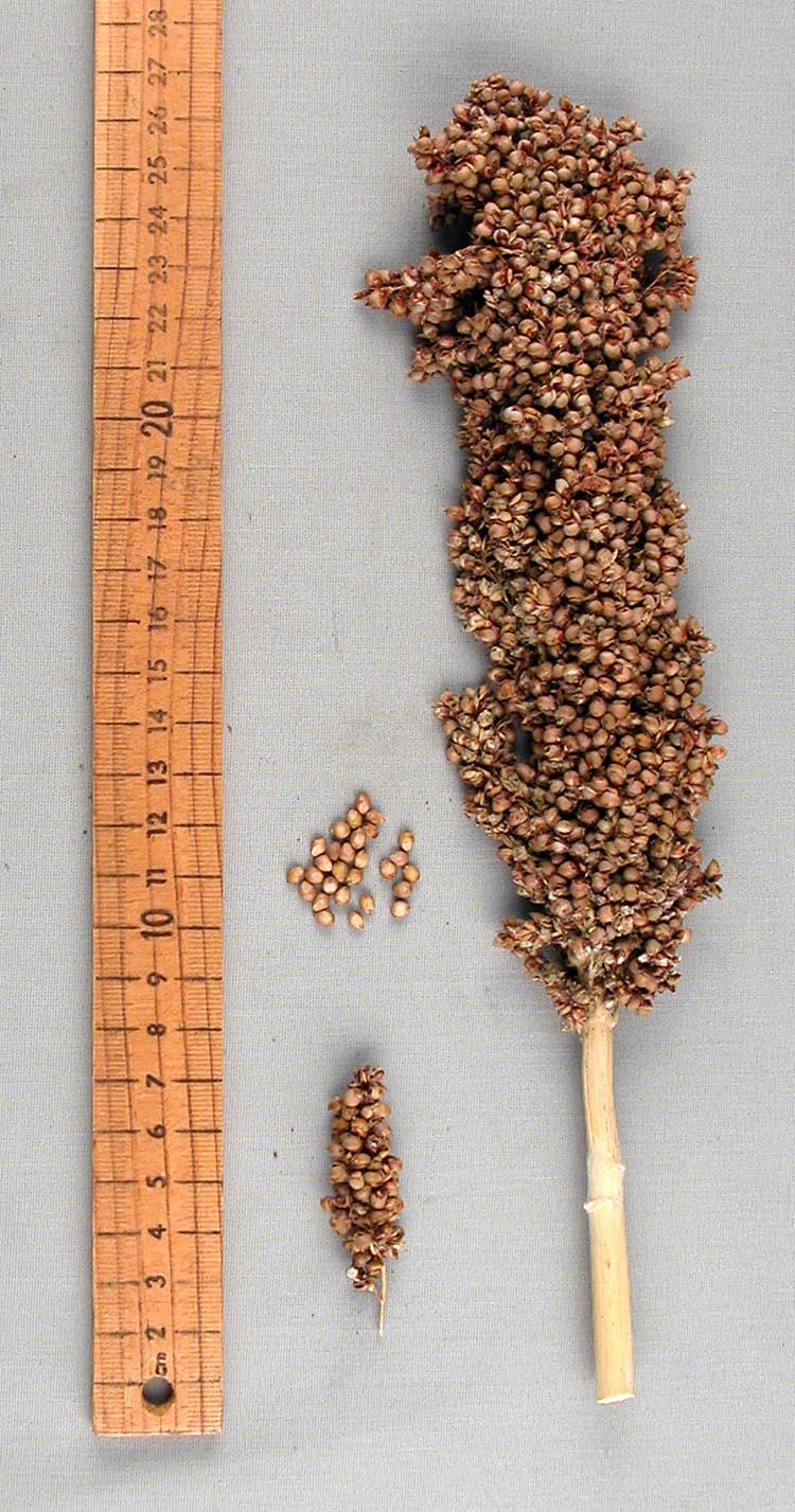 PANICLE