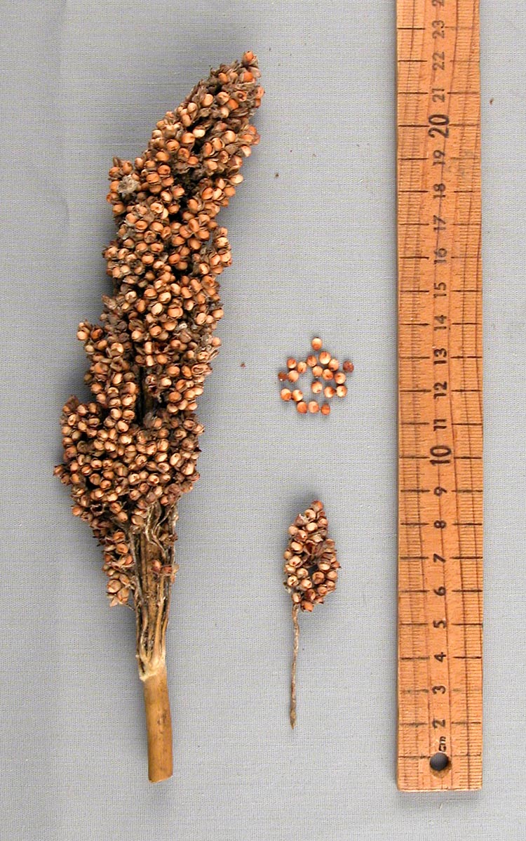 PANICLE