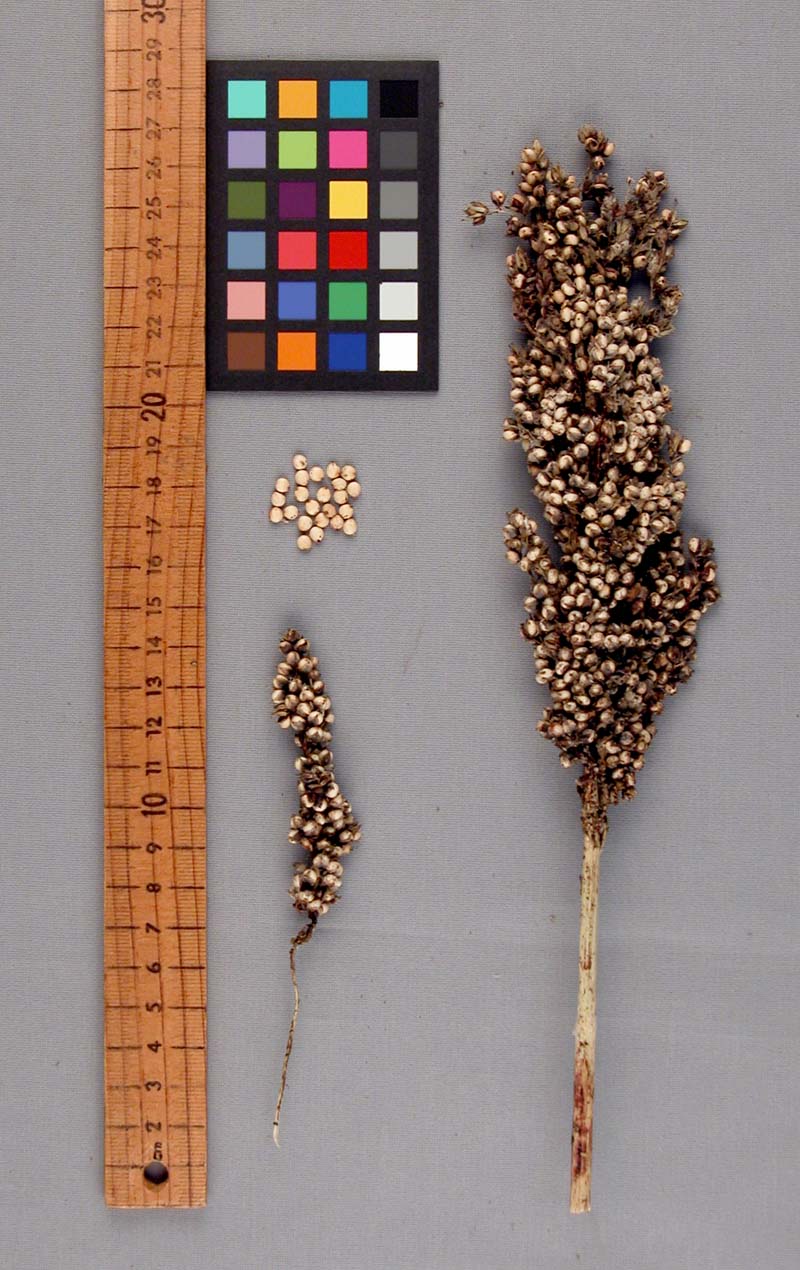 PANICLE