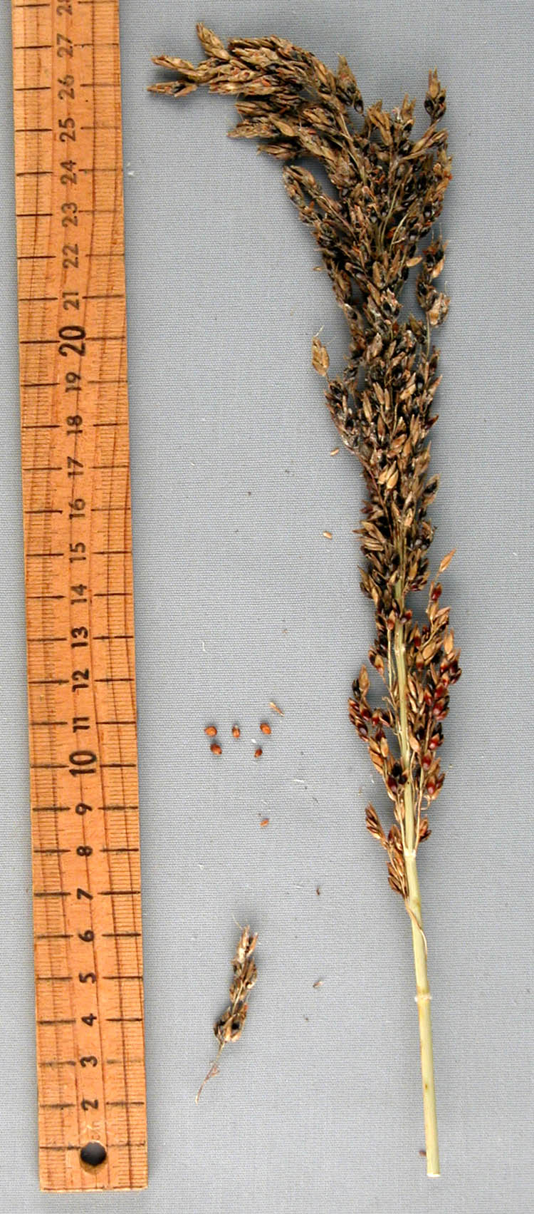 Click for 1 image(s) for this accession. PANICLE