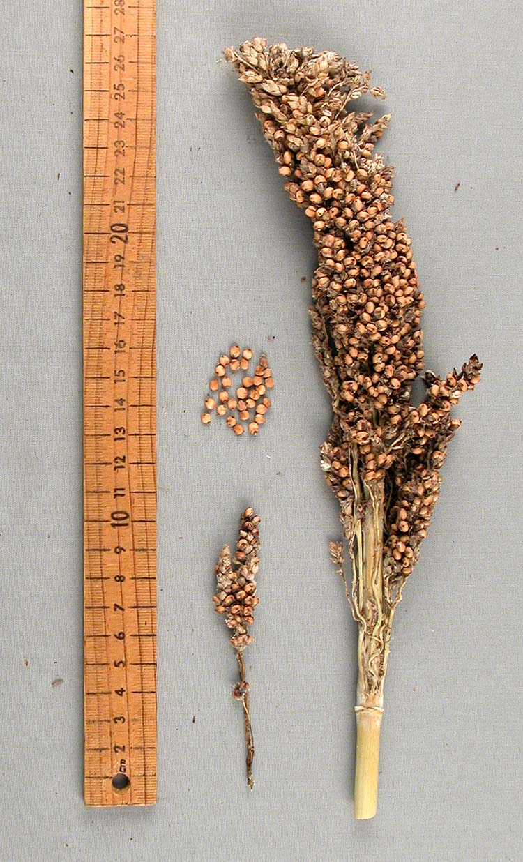 PANICLE