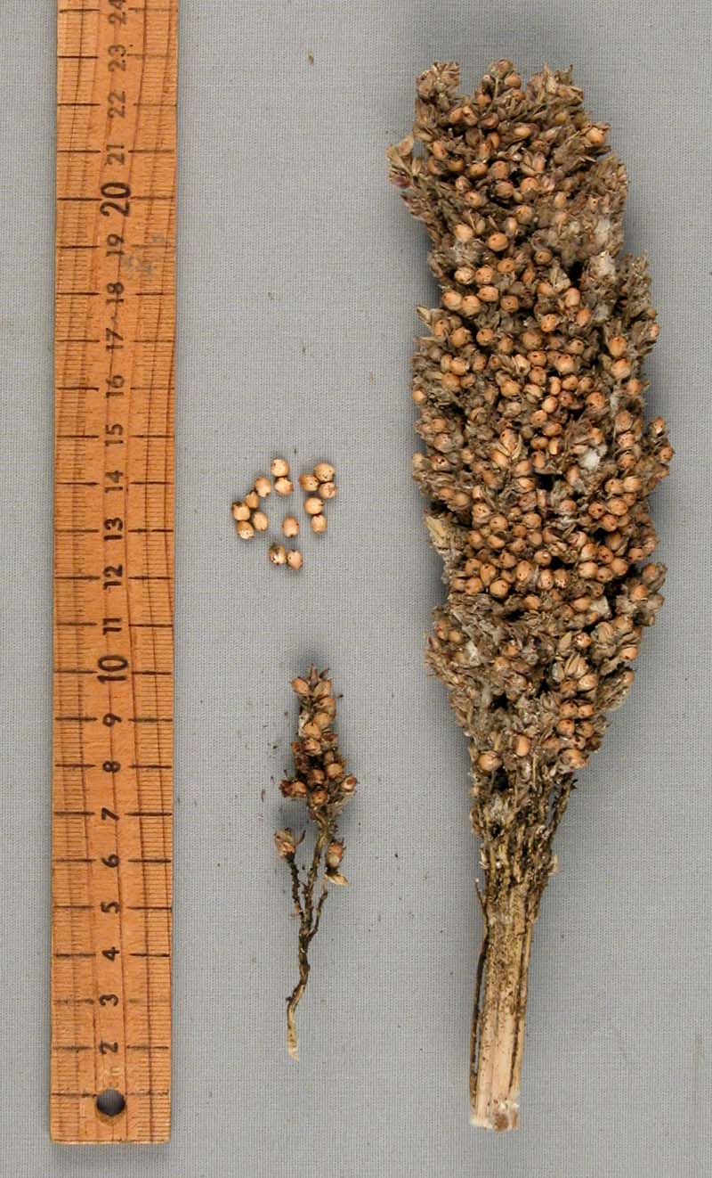 PANICLE