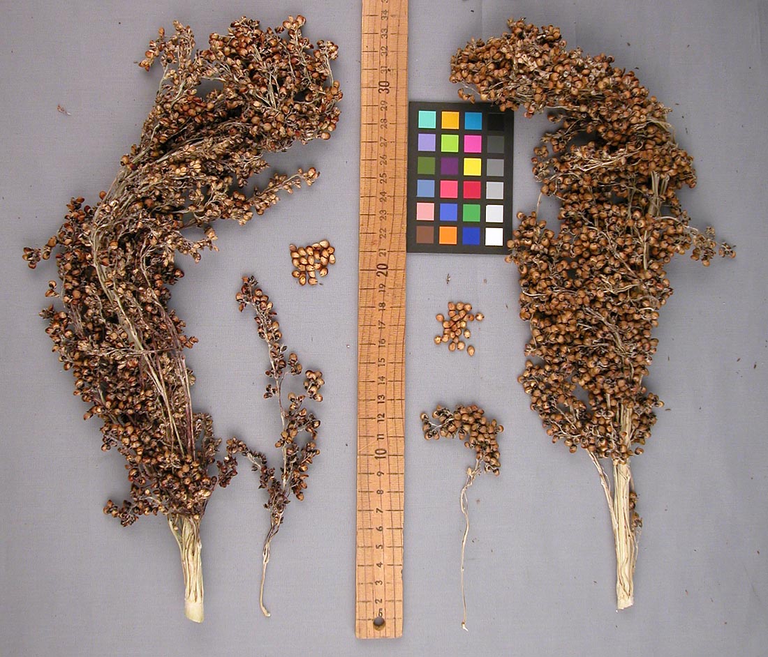PANICLE
