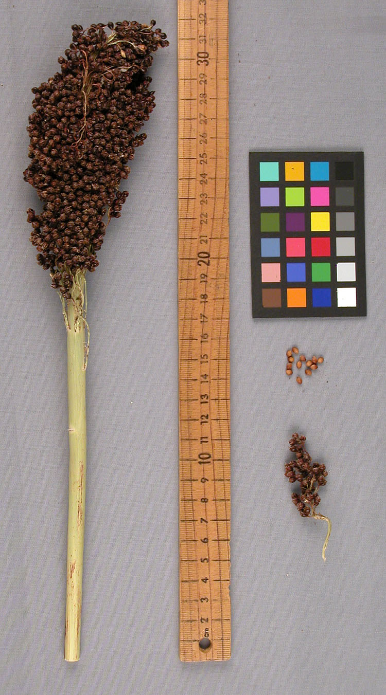 PANICLE
