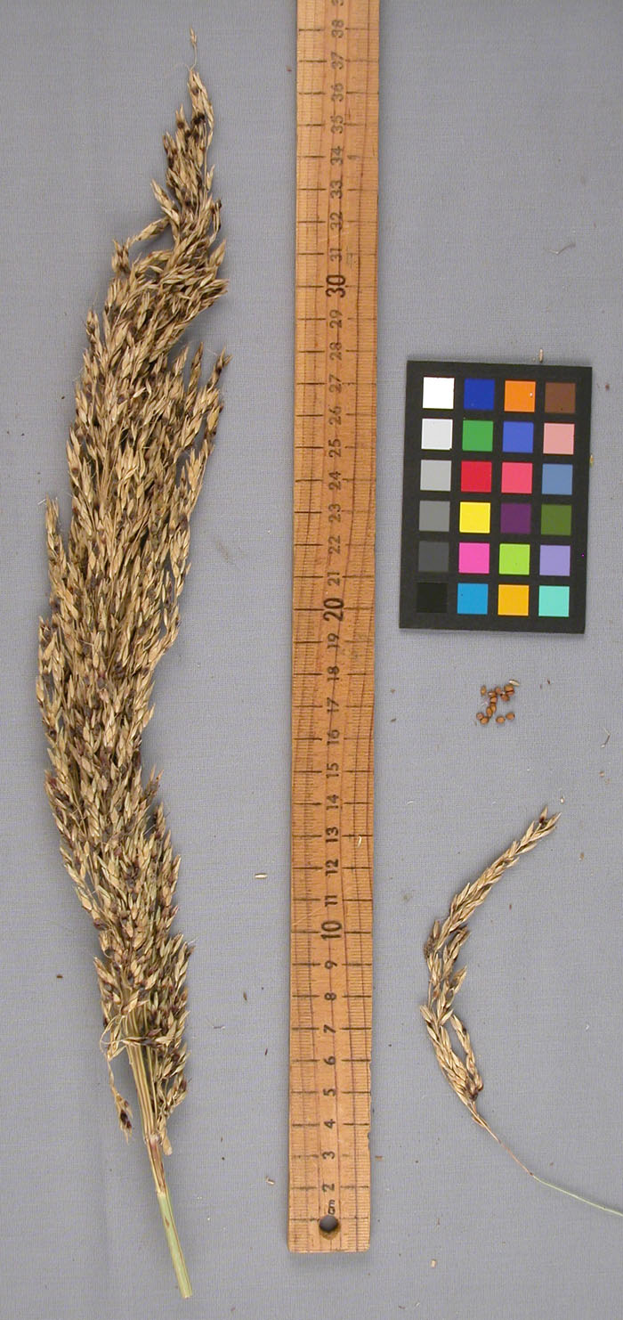 PANICLE
