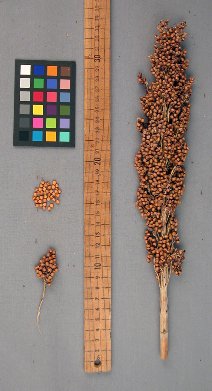 PANICLE