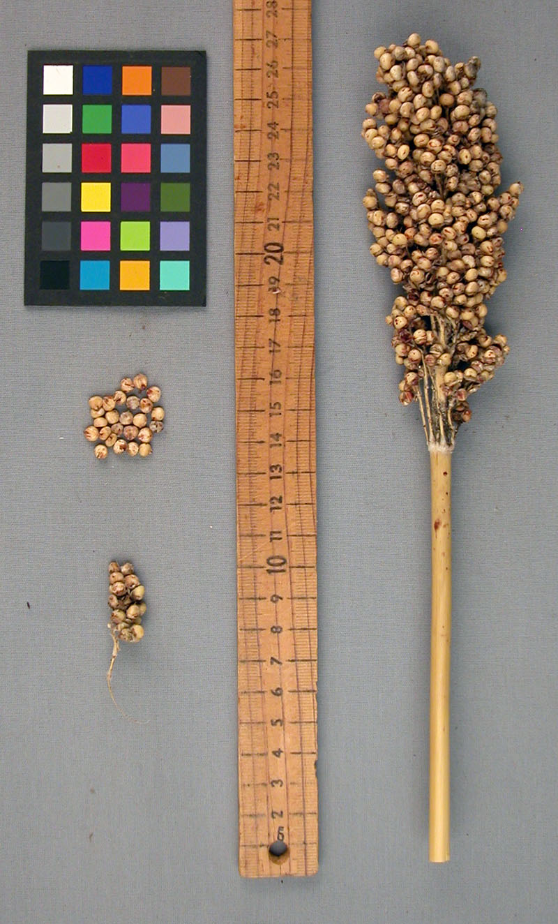 PANICLE