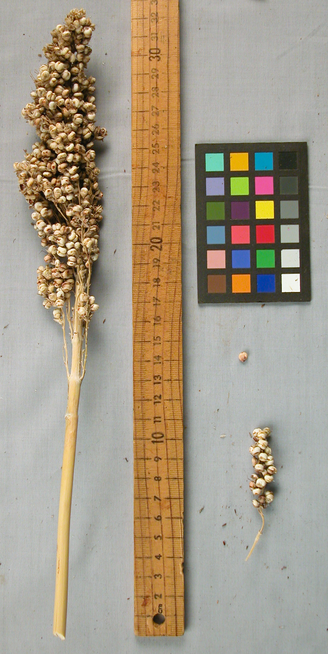 PANICLE