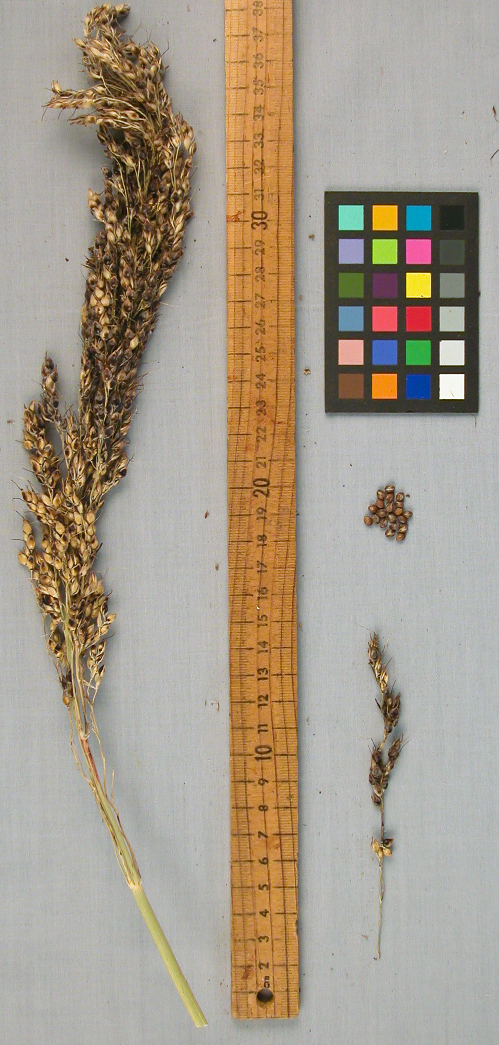 PANICLE