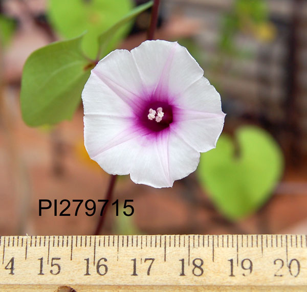Click for 3 image(s) for this accession. FLOWER