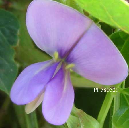 Click for 2 image(s) for this accession. FLOWER
