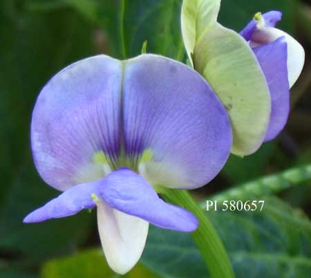 Click for 2 image(s) for this accession. FLOWER