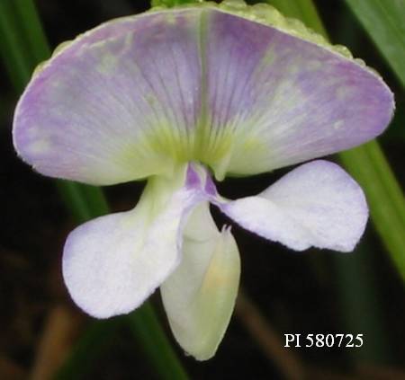 Click for 2 image(s) for this accession. FLOWER