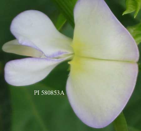 Click for 3 image(s) for this accession. FLOWER