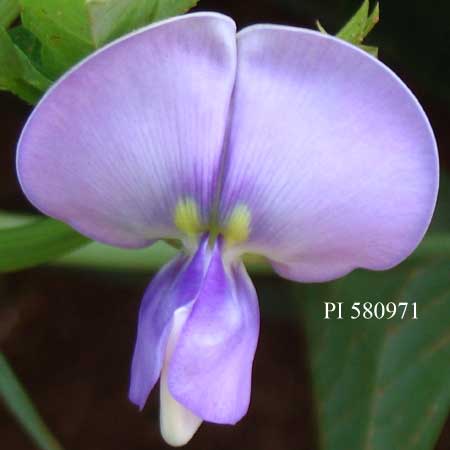 Click for 2 image(s) for this accession. FLOWER