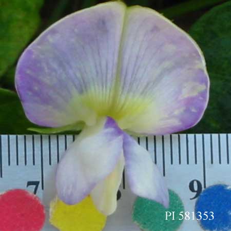 Click for 2 image(s) for this accession. FLOWER