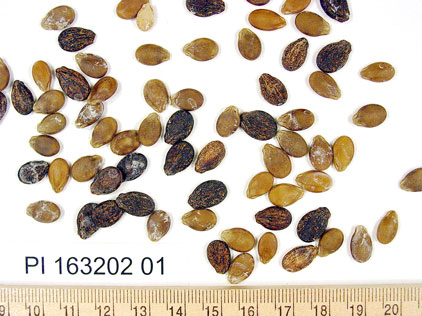 Click for 1 image(s) for this accession. SEED